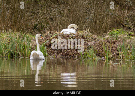 Mute swans (Cygnus olor) building a nest at the lakeside.The male and female build the nest together with the male collecting and passing material.  . Stock Photo