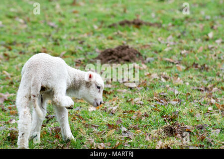 Baby lamb in field in spring during lambing season Stock Photo