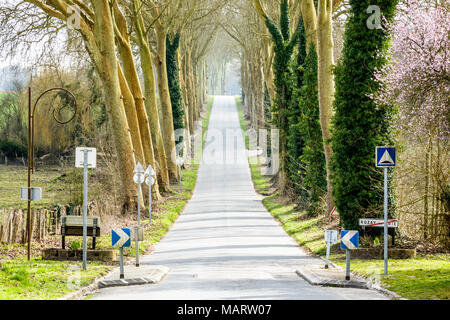 The small sloping country road leaving the village of Rozay-en-Brie to the south, bordered by two rows of plane trees, in the french countryside. Stock Photo