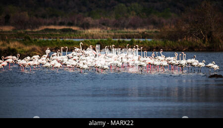 Greater flamingo, Phoenicopterus roseus Stock Photo