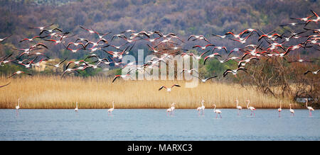 Greater flamingo, Phoenicopterus roseus Stock Photo