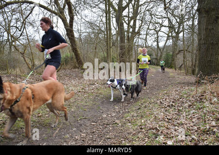 10k canicross race, Fritton Lake, Norfolk UK March 2018. Part of Angles Way, 93 mile long distance footpath from Great Yarmouth to Thetford Stock Photo