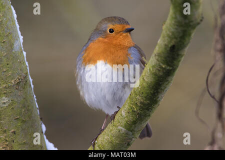 European Robin (Erithacus rubecula) perched on a branch on a snowy winter's day Stock Photo