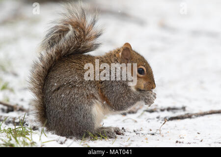 Eastern Grey Squirrel (Sciurus carolinensis) feeding on nuts in the snow Stock Photo