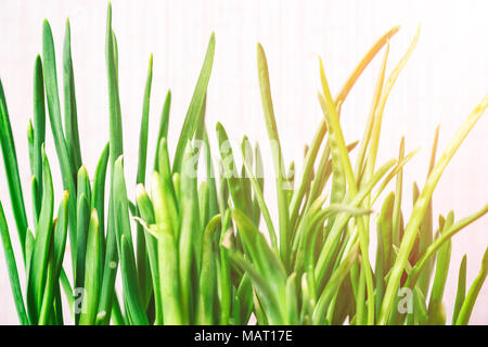 Sprouts of green onions in the sunlight Stock Photo