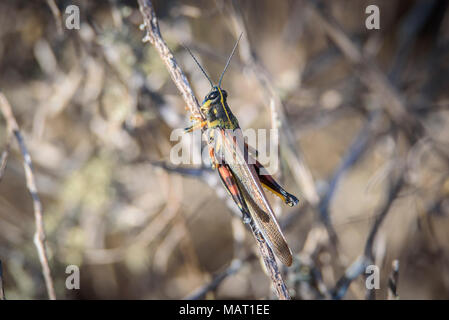 Colourful endemic Painted Locust sitting on a branch against a muted brown background on Isabela Island, Galapagos, Ecuador Stock Photo