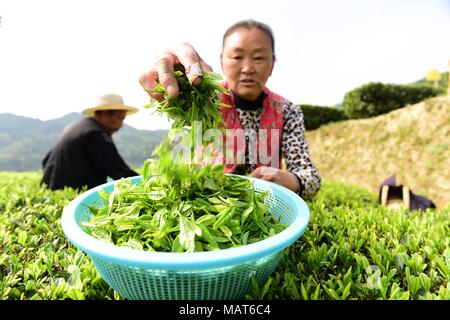 Enshi, Enshi, China. 4th Apr, 2018. Enshi, CHINA-4th April 2018: Peasants are busy with tea harvest in Enshi, central China's Hubei Province. Credit: SIPA Asia/ZUMA Wire/Alamy Live News Stock Photo