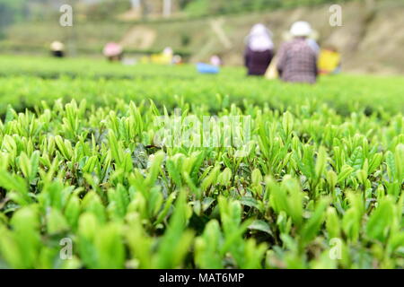 Enshi, Enshi, China. 4th Apr, 2018. Enshi, CHINA-4th April 2018: Peasants are busy with tea harvest in Enshi, central China's Hubei Province. Credit: SIPA Asia/ZUMA Wire/Alamy Live News Stock Photo