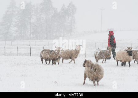Stirlingshire, Scotland, UK - 4 April 2018: UK weather - a farmer checks on his sheep as Scotland's Central Belt experiences more heavy snow Credit: Kay Roxby/Alamy Live News Stock Photo