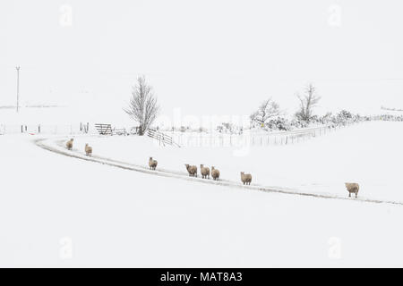 Stirlingshire, Scotland, UK - 4 April 2018: UK weather - it's not feeling like spring in Stirlingshire this morning Credit: Kay Roxby/Alamy Live News Stock Photo