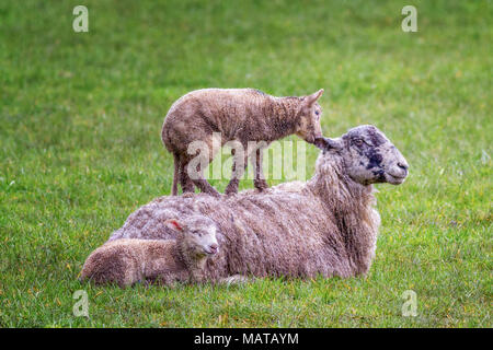 Burley-in-Wharfedale, West Yorkshire. 4th Apr, 2018. UK weather:  Lamb avoiding the wet by standing on its mother's back, 'If I nibble your ear, please can I stay standing up here?'  Rebecca Cole/Alamy Live News Stock Photo