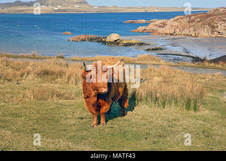 Highland Cow above the beach in Fionnphort, Isle of Mull, with the Isle of Iona visible in the background. Stock Photo