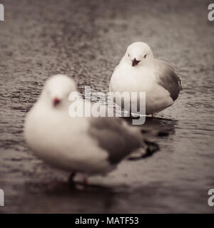 Portrait of a red-billed gull (Chroicocephalus novaehollandiae scopulinus) standing in water on a moody day. (New Zealand) Stock Photo