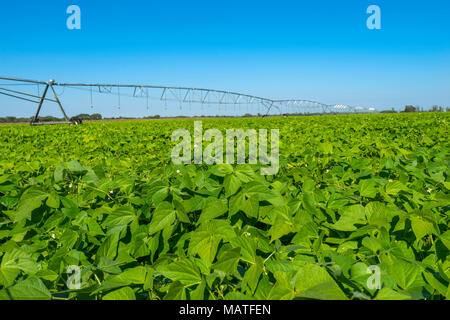 A soya bean crop seen in Zimbabwe. Stock Photo