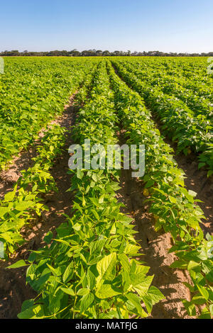 A soya bean crop seen in Zimbabwe. Stock Photo