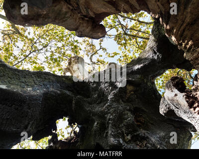 View of sky from inside hollow oak tree Stock Photo