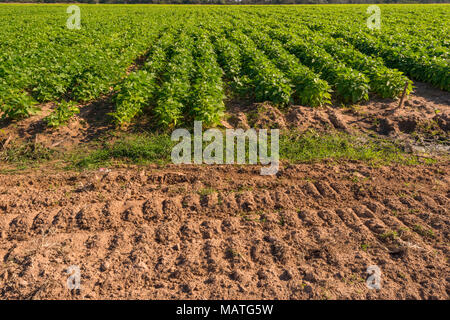 A soya bean crop seen in Zimbabwe. Stock Photo