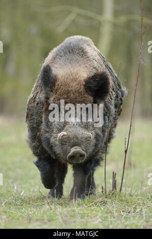 Wild Boar / Wildschwein ( Sus scrofa ), impressive strong male, huge tusks, aggressive, running straight towards the photographer, frontal shot, Europ Stock Photo