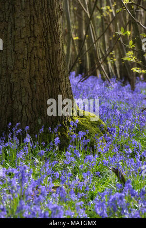 Bluebell woods at Guestling, Hastings, East Sussex, England, UK Stock Photo
