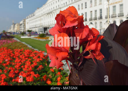 Carpet gardens Eastbourne, East Sussex, England, UK Stock Photo