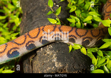 A Rainbow boa constrictor, Epicrates cenchria, in the jungle of Suriname near Bakhuis, South America. Picture shows scale pattern and colouration Stock Photo