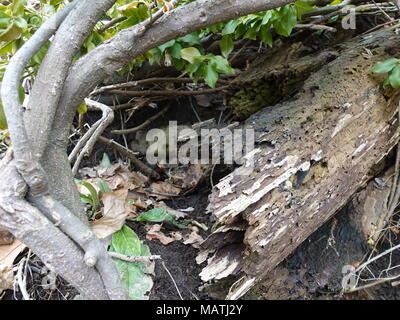 Close up picture of bark with branches in nature, and green leaves at the beginning of spring, during daytime. Hiding or living spot for small animals Stock Photo
