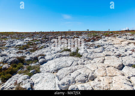 Rocky volcanic surface of the island South Plaza, Galapagos. Stock Photo