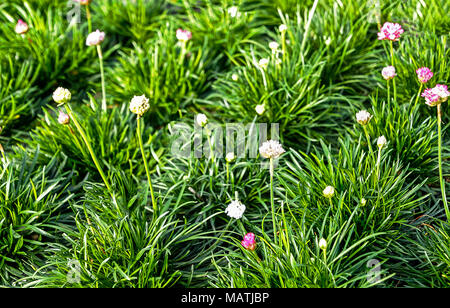 Armeria maritima, commonly known as thrift, sea thrift or sea pink Stock Photo