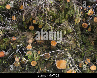 Tree trunks, mainly spruce stacked with their branches and leaves after felling in Ostmarka, Oslo Norway Stock Photo