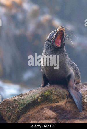 New Zealand Fur Seal Stock Photo