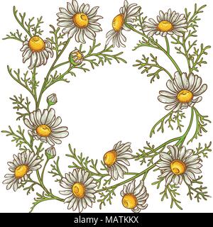 chamomile flower vector frame on white background Stock Vector