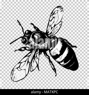 Bee hand drawing, black sketch insect on a transparent background. Vector illustration Stock Vector