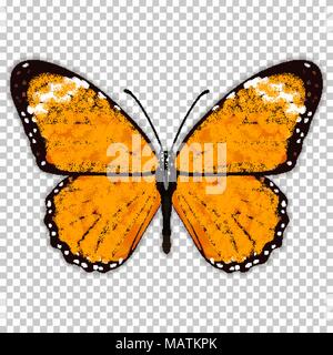 Beautiful butterfly with orange wings, view from above, on a transparent background, graphic drawing. Vector illustration Stock Vector