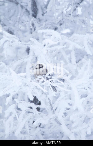 Gray Jay Stock Photo