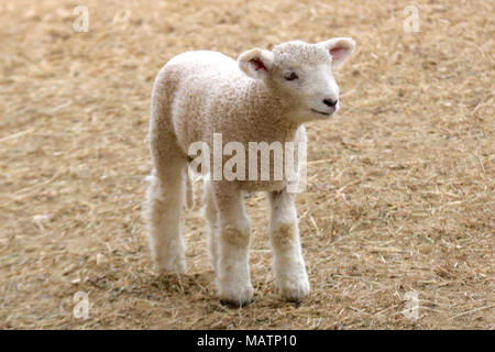 A little white lamb standing in a farmyard Stock Photo