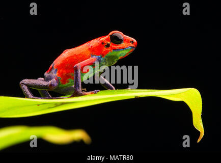red strawberry poison dart frog Costa rica and Nicaragua. Beautiful poisonous animal from the central american tropical rain forest. Macro exotic amph Stock Photo