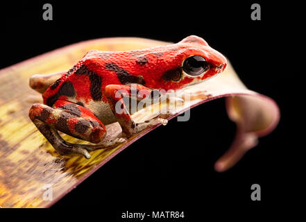 red strawberry poison dart frog Panama rain forest on the Island Bastimentos, Bocas del Toro. A macro of a poisonous tropical rainforest animal, Oopha Stock Photo