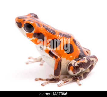 Poison arrow or dart frog, a beautiful orange amphibian. Tropical poisonous rain forest animal, Oophaga pumilio isolated on a white background. Stock Photo