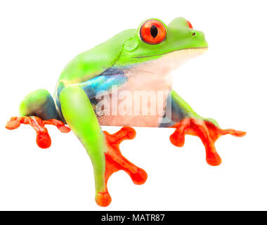 Red eyed monkey  tree frog from the tropical rain forest of Costa Rica and Panama. A curious funny animal with vibrant eyes looking over isolated on a Stock Photo