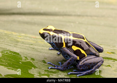 Deying poison dart frog, Dendrobates tinctorius, nominat or Kaw. A blue and yellow rain forest animal from the jungle of the Amazon. Stock Photo