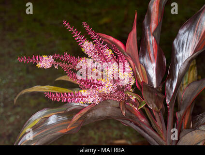 Cluster of white flowers and red buds and red and green foliage of Cordyline fruticosa cultivar against dark background in Australia Stock Photo