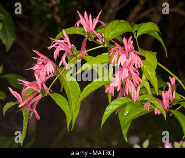 Unusual vivid pink flowers and bright green leaves of shrub Justicia nodosa 'Pretty In Pink' on dark background - in Australia Stock Photo