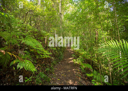 Dense emerald forests with ferns and bracken severed by narrow walking trail in Conondale Ranges National Park  Queensland Australia Stock Photo