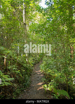 Dense emerald forests with ferns and bracken severed by narrow walking trail in Conondale Ranges National Park  Queensland Australia Stock Photo