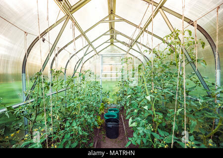 Tomato greenhouse Stock Photo