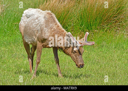 Tule Elks at Tomale Elk Reserve Stock Photo