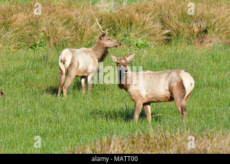 Tule Elks at Tomale Elk Reserve Stock Photo