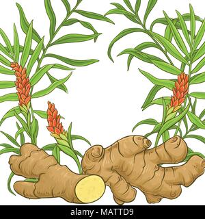 ginger plant vector frame on white background Stock Vector