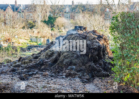 Fresh delivery of steaming or compost to an allotment vegetable patch Stock Photo