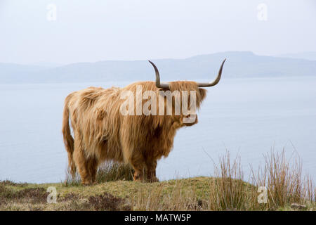 Scottish highland cow near a cliff edge in Torridon, opposite Isle of Skye Stock Photo